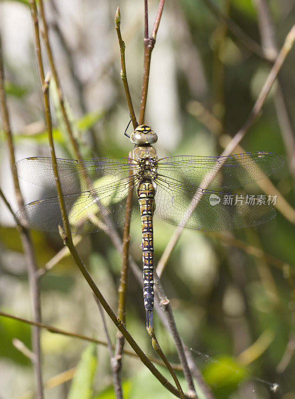 南鹰蜻蜓(Aeshna cyanea)雌性